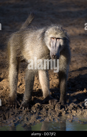 Chacma baboon bere (Papio cynocephalus ursinus), Mkhuze Game Reserve, iSimangaliso Wetland Park, Sud Africa Foto Stock