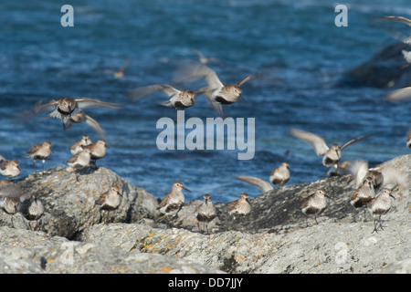 Gregge di dunlin, tenendo fuori dal litorale persico, Calidris alpina. Foto Stock