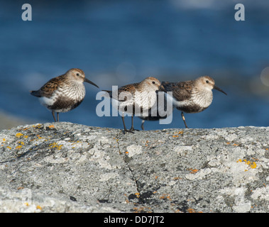 Tre dunlin, Calidris alpina, in piedi su un lichene coperto rock in unisono, mare sullo sfondo. Foto Stock