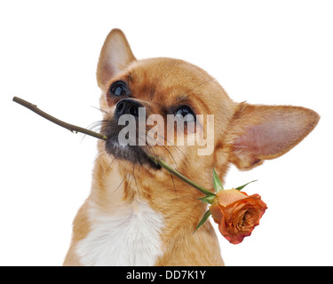 Red chihuahua cane con rose isolati su sfondo bianco. Primo piano. Foto Stock