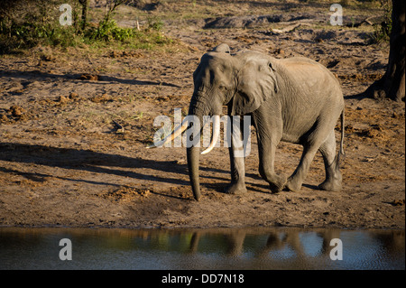 Big tusked bull dell' elefante africano (Loxodonta africana africana) a waterhole, Tembe Elephant Park, Sud Africa Foto Stock
