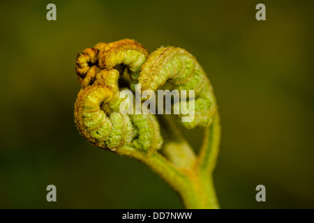 Spiegatura fronde di felce maschio Dryopteris filix-mas nei boschi a Quernmore Lancashire Foto Stock