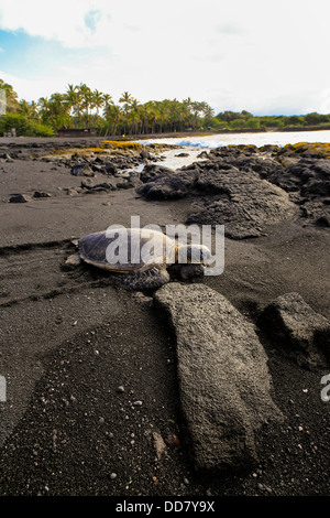 Hawksbill Tartarughe Marine, Punaluu spiaggia di sabbia nera, isola di Hawaii Foto Stock