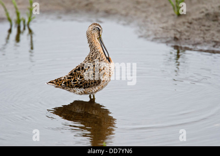 A breve fatturate (Dowitcher Limnodromus griseus) preening, molla, Texas, Stati Uniti d'America. Foto Stock