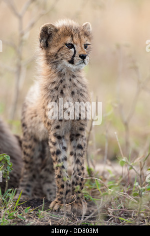 Cucciolo di ghepardo (Acinonyx jubatus), Zulu Nyala Game Reserve, Sud Africa Foto Stock