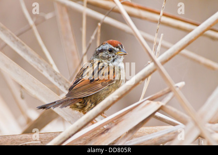 Swamp Sparrow (Melospiza georgiana) in cattails, Texas, Stati Uniti d'America. Foto Stock