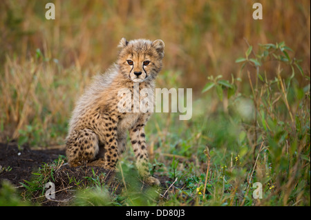 Cucciolo di ghepardo (Acinonyx jubatus), Zulu Nyala Game Reserve, Sud Africa Foto Stock