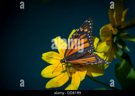 Farfalla monarca in appoggio sul fiore giallo Foto Stock