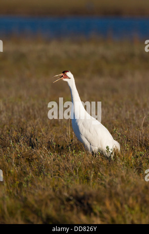 Gru convulsa (Grus americana) adulto chiamando, Texas, Stati Uniti d'America. Foto Stock