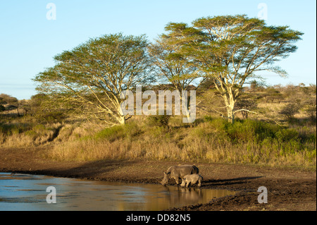 Rinoceronte bianco con vitello a bere un waterhole (Ceratotherium simum), Zulu Nyala Game Reserve, Sud Africa Foto Stock