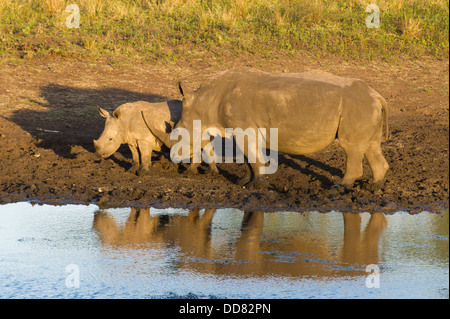 Rinoceronte bianco con il polpaccio (Ceratotherium simum), Zulu Nyala Game Reserve, Sud Africa Foto Stock