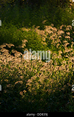 Wild miglio (Panicum sp.) che cresce in zone umide, Texas, Stati Uniti d'America, Texas, Stati Uniti d'America. Foto Stock