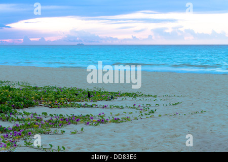 Gloria di mattina sono in spiaggia sulla sabbia a sunrise. Foto Stock