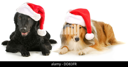 I cani di natale - curly rivestite retriever e ruvide collie indossando cappelli di Babbo Natale isolato su sfondo bianco Foto Stock