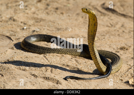 Forest cobra, Naja melanoleuca, Sud Africa Foto Stock