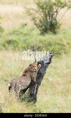 Ghepardo Acinonyx jubatus stretching Masai Mara Kenya Africa Foto Stock