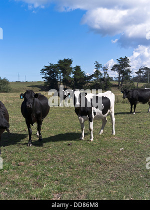 dh bovini da latte TARANAKI NUOVA ZELANDA mucche in un campo di mucca Foto Stock