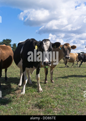 Dh TARANAKI IN NUOVA ZELANDA le vacche da latte da vicino le facce Foto Stock