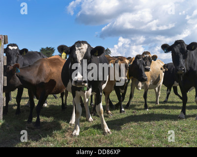 dh TARANAKI NUOVA ZELANDA mucche da latte chiudere facce animali da fattoria Foto Stock