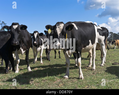 Dh TARANAKI IN NUOVA ZELANDA le vacche da latte da vicino le facce mucca Foto Stock