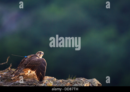 Giovani Saker Falcon (Falco cherrug) sulla sporgenza di roccia con ali stese. Central Balkan National Park. La Bulgaria. Foto Stock