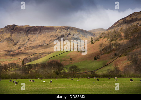 Regno Unito, Cumbria, Lake District, strada attraverso Borrowdale, pecore al pascolo sotto alta Scawdel Foto Stock