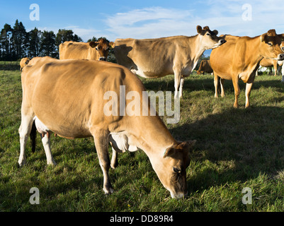 Dh Jersey MUCCA PAZZA NZ Vacche da latte bovini di allevamento Nuova Zelanda Taranaki Foto Stock