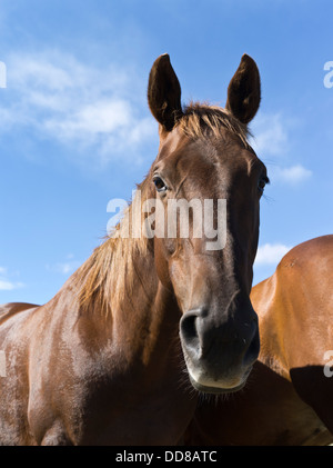 dh HORSE NZ Close up di cavalli testa ritratto sollevato Foto Stock