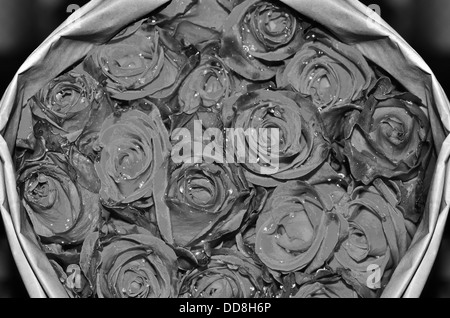 Rosa nera. Isolato bouquet grande di 101 rosa su bianco Foto stock - Alamy