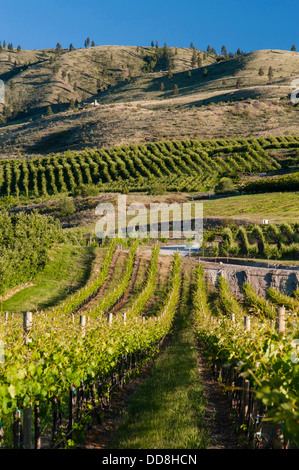 Stati Uniti d'America, Washington, il lago Chelan Vigneto in lago Chelan AVA a Washington. Foto Stock