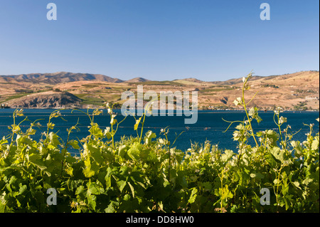 Stati Uniti d'America, Washington, il lago Chelan Canna e vigneto nel lago Chelan AVA a Washington. Foto Stock