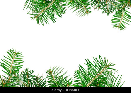 Rami di pino per decorativo sullo sfondo di Natale Foto Stock