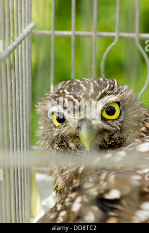 Piccolo gufo. Athene noctua. Foto Stock