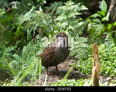 Dh Weka bush uccelli di gallina NUOVA ZELANDA Weka gallina bush fauna selvatica nativa Foto Stock