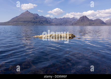 Nero montagne Cuillin e Loch Scavaig come visto da Elgol, Isola di Skye, Scotland, Regno Unito Foto Stock