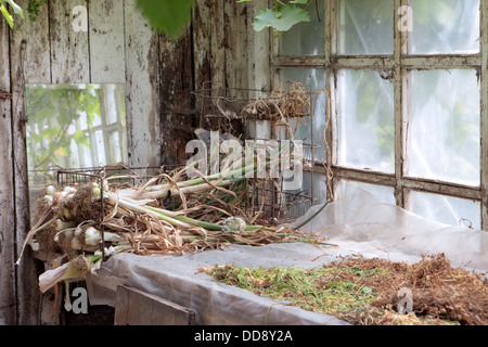 Fotografia dall'organic Potting Shed, giardiniere giardino inglese, UK. Cresciuto in casa aglio asciugatura sul ripiano. Foto Stock