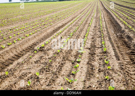 Righe scarola piantine piantati a fine agosto Bawdsey Suffolk in Inghilterra Foto Stock