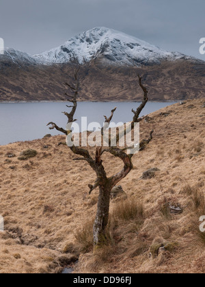 Una vista della montagna Gairich, incorniciato da un albero morto sulle rive di Loch Quoich, Nord-Ovest Highlands, Scotland, Regno Unito Foto Stock