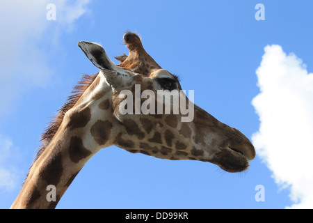 La giraffa, close-up di testa e collo superiore contro un cielo blu brillante Foto Stock