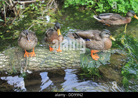 Femmina le anatre bastarde in piedi su un parzialmente sommerso log sul fiume Itchen, vicino Avington, Hampshire, Regno Unito Foto Stock