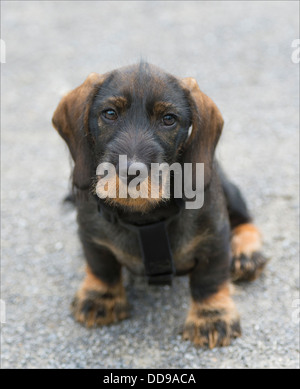 Bassotto 12 settimane vecchio cucciolo seduta Foto Stock