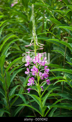 Rose Bay Willow Erba - Epilobium angustiofolium Foto Stock