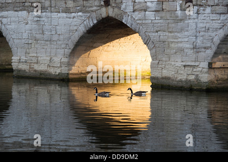 Oche del Canada sul fiume Avon a Stratford Upon Avon, Warwickshire, Inghilterra Foto Stock