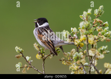 Reed Bunting, Emberiza schoeniclus, su Eared willow, Salix aurita Foto Stock