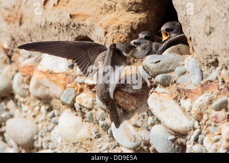 Sand Martin Riparia Riparia, tornando al nido per alimentare quasi fledged giovani Foto Stock