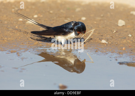 Swallow, Hirundo rustica raccolta di materiale nido Foto Stock