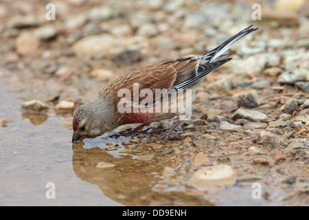 Comune maschio Linnet, Carduelis cannabina, bere da Pozza Foto Stock