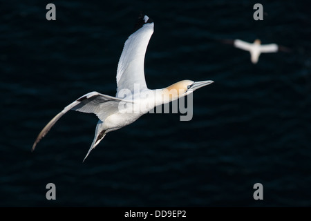 Northern Gannet, Morus bassanus, in volo Foto Stock