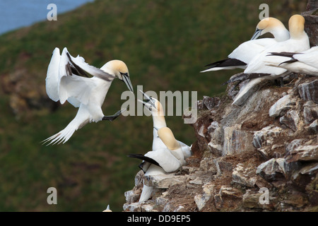 Northern Gannet, Morus bassanus, tornando alla colonia di allevamento Foto Stock