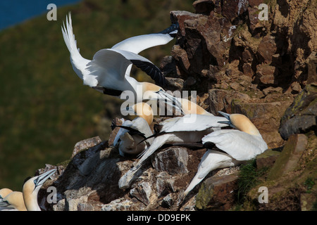 Northern Gannet, Morus bassanus, ricezione ricezione ostile in Colonia Foto Stock